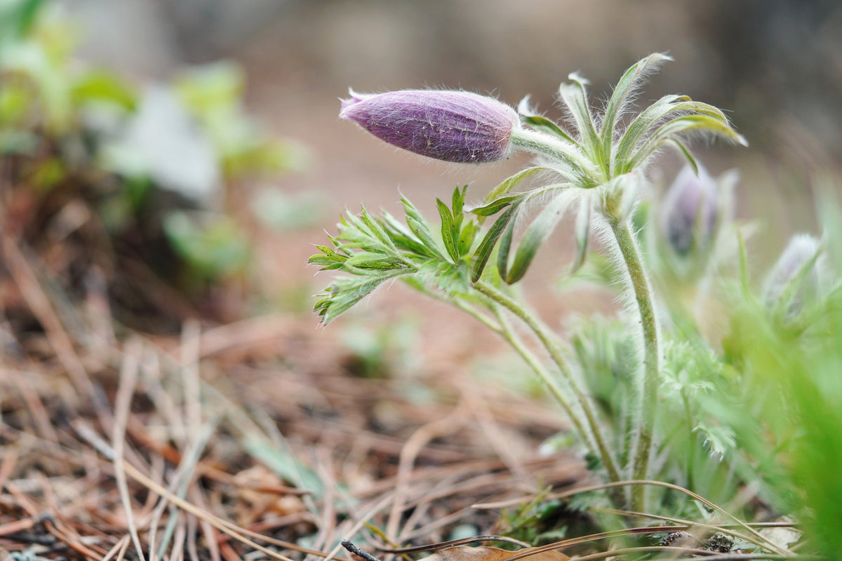 50 semillas de anémona Pulsatilla Chinensis / Flor de PASQUE púrpura china