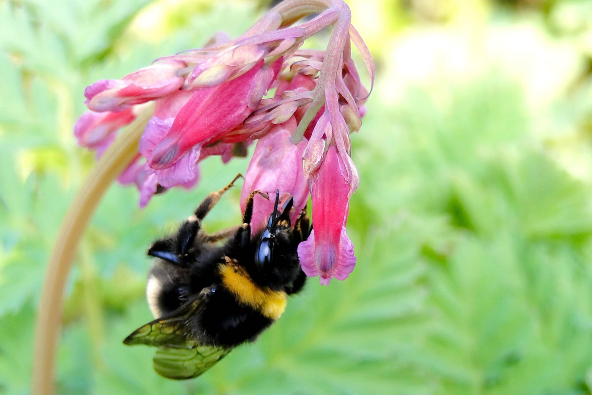 10 semillas de flores de sombra Dicentra Formosa antiguas color rosa corazón sangrante