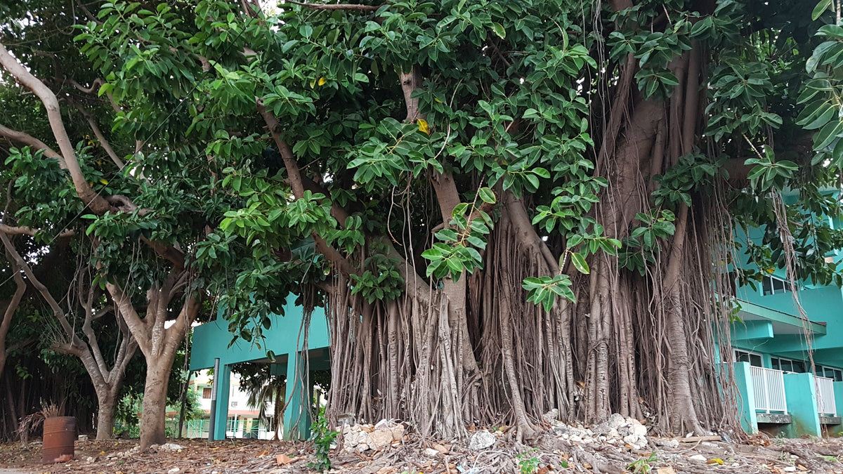 50 semillas de higuera banyan (Ficus benghalensis de las Indias Orientales), planta de interior de raíz aérea