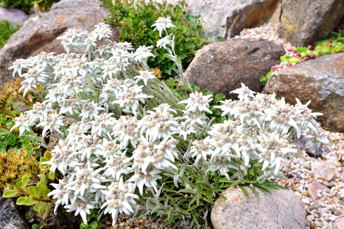 50 semillas de flor blanca de EDELWEISS Leontopodium Alpinum
