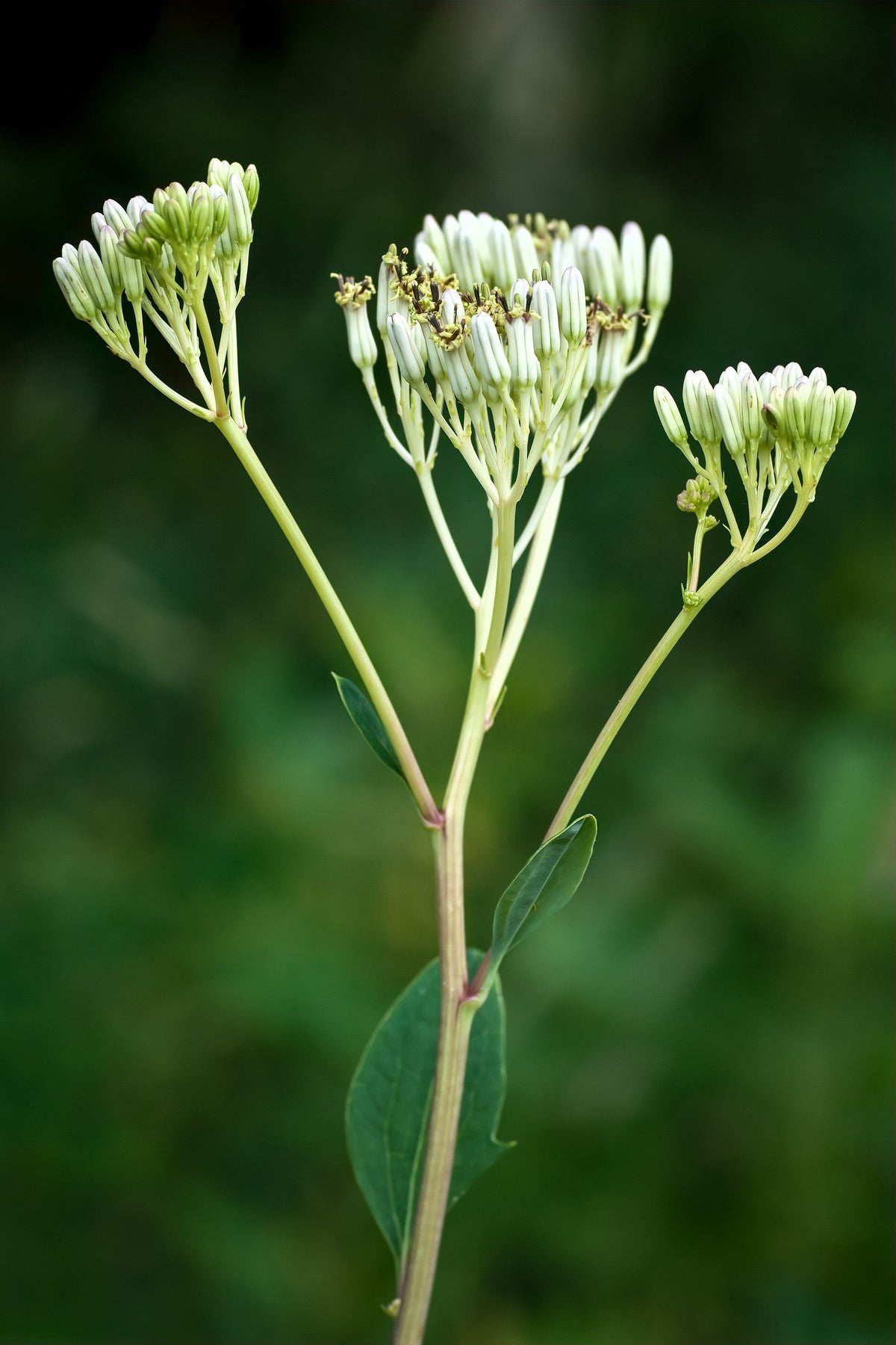 50 GRANDES SEMILLAS DE PLÁTANO INDIO Cacalia Muhlenbergii, flores blancas