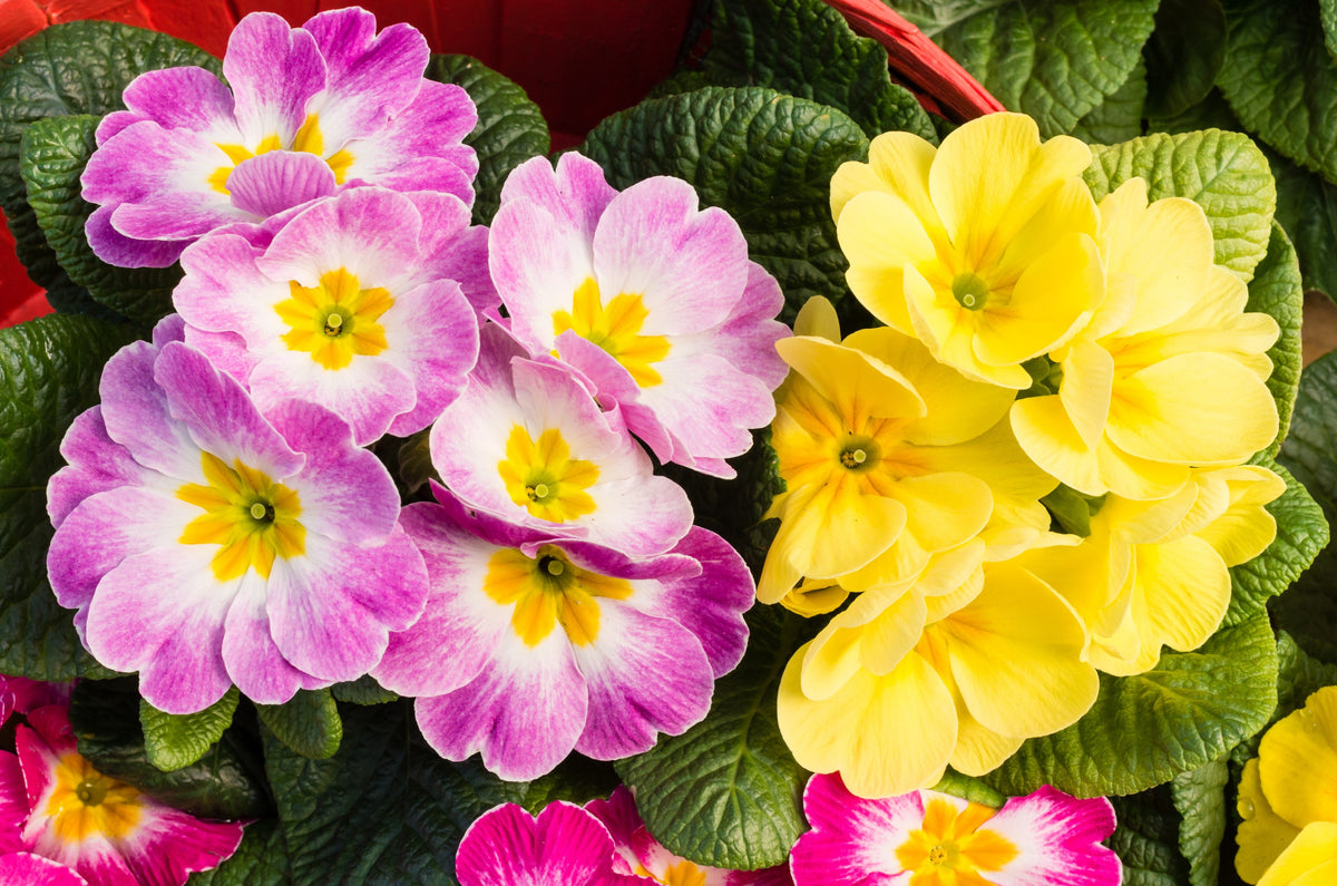50 semillas de flores de primavera inglesa mixtas (Primula vulgaris acaulis), planta de interior de sombra