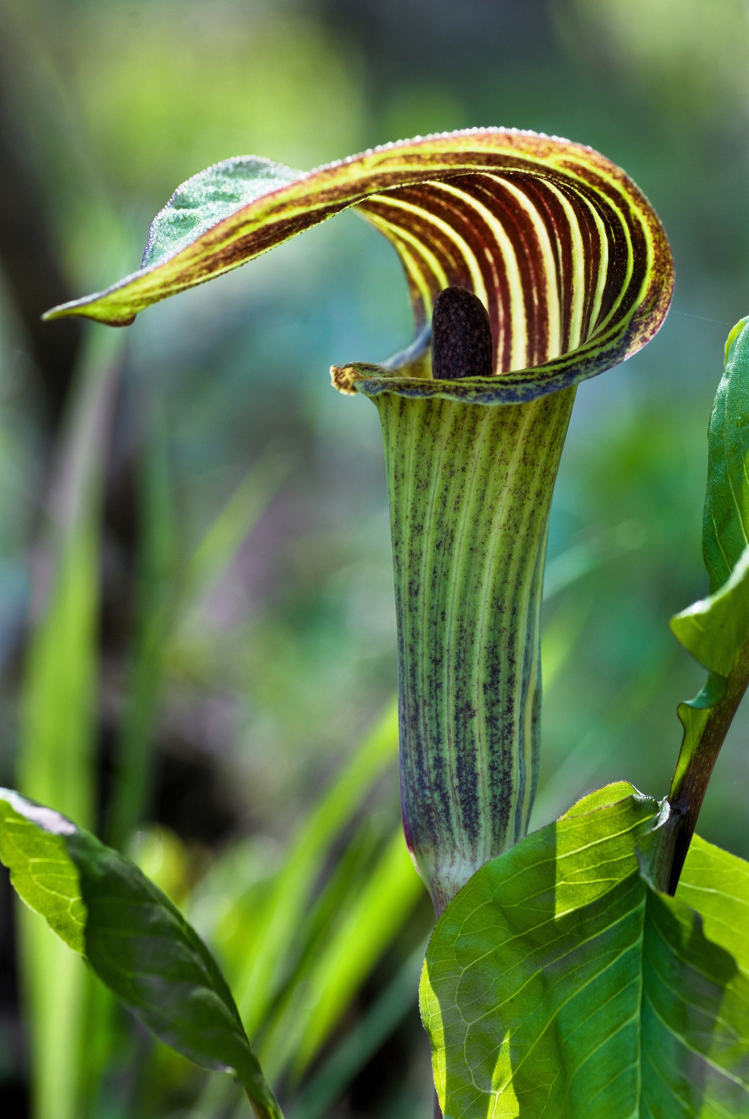 5 semillas de flores de sombra nativas de Arisaema Triphyllum de JACK IN THE PULPIT