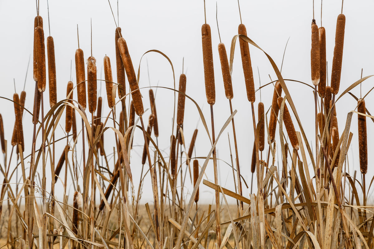 50 semillas de flores de cola de gato Typha Latifolia, hierba de estanque de agua