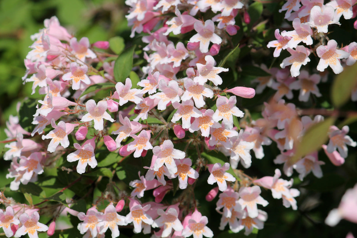 10 ARBUSTOS DE BELLEZA Arbusto de belleza Kolkwitzia Amabilis Semillas de bayas rojas con flores rosas y blancas
