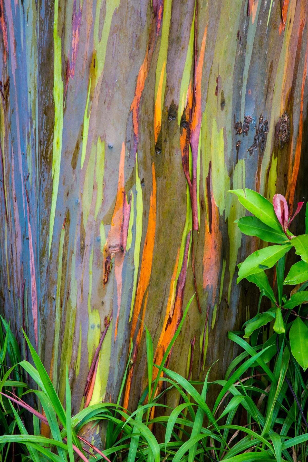 50 semillas de eucalipto arcoíris (Deglupta Gum) de corteza multicolor