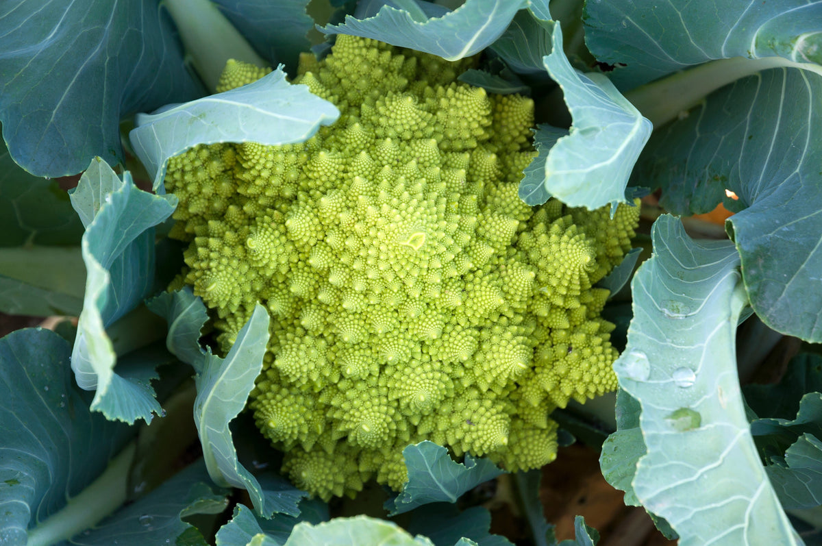 500 BRÓCOLI ROMANO Brócoli Coliflor Romana Brócoli Pirámide Brassica Oleracea Semillas de Hortalizas