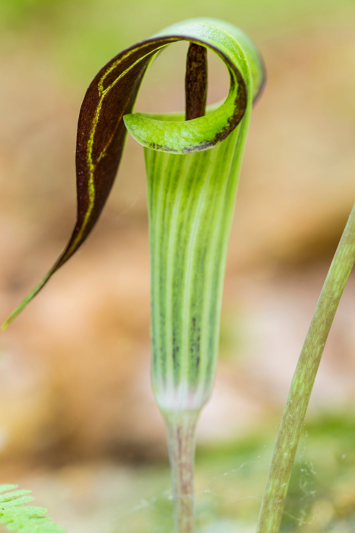 5 semillas de flores de sombra nativas de Arisaema Triphyllum de JACK IN THE PULPIT