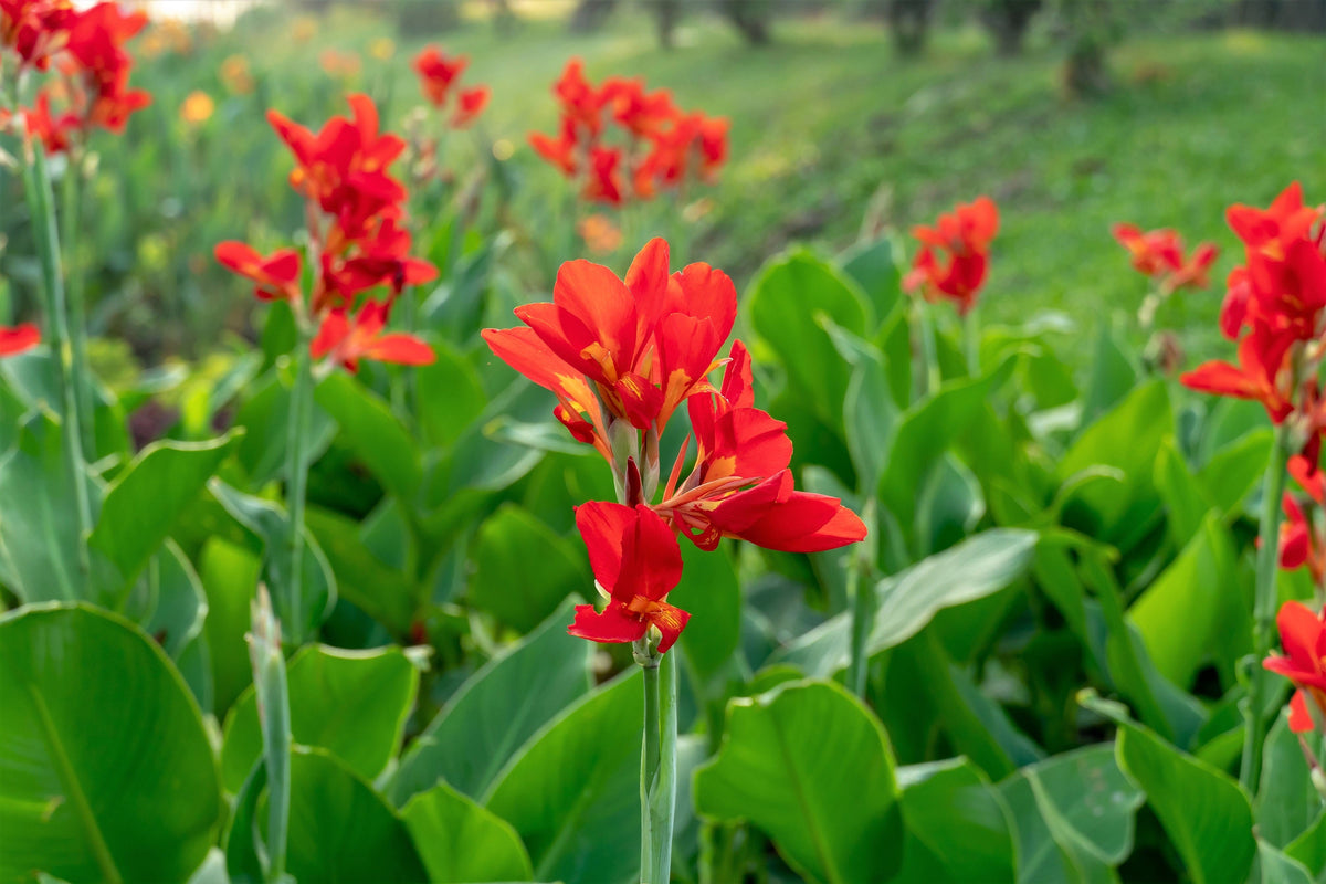 5 semillas de flores de Canna Indica de Indian Shot de lirio de canna rojo