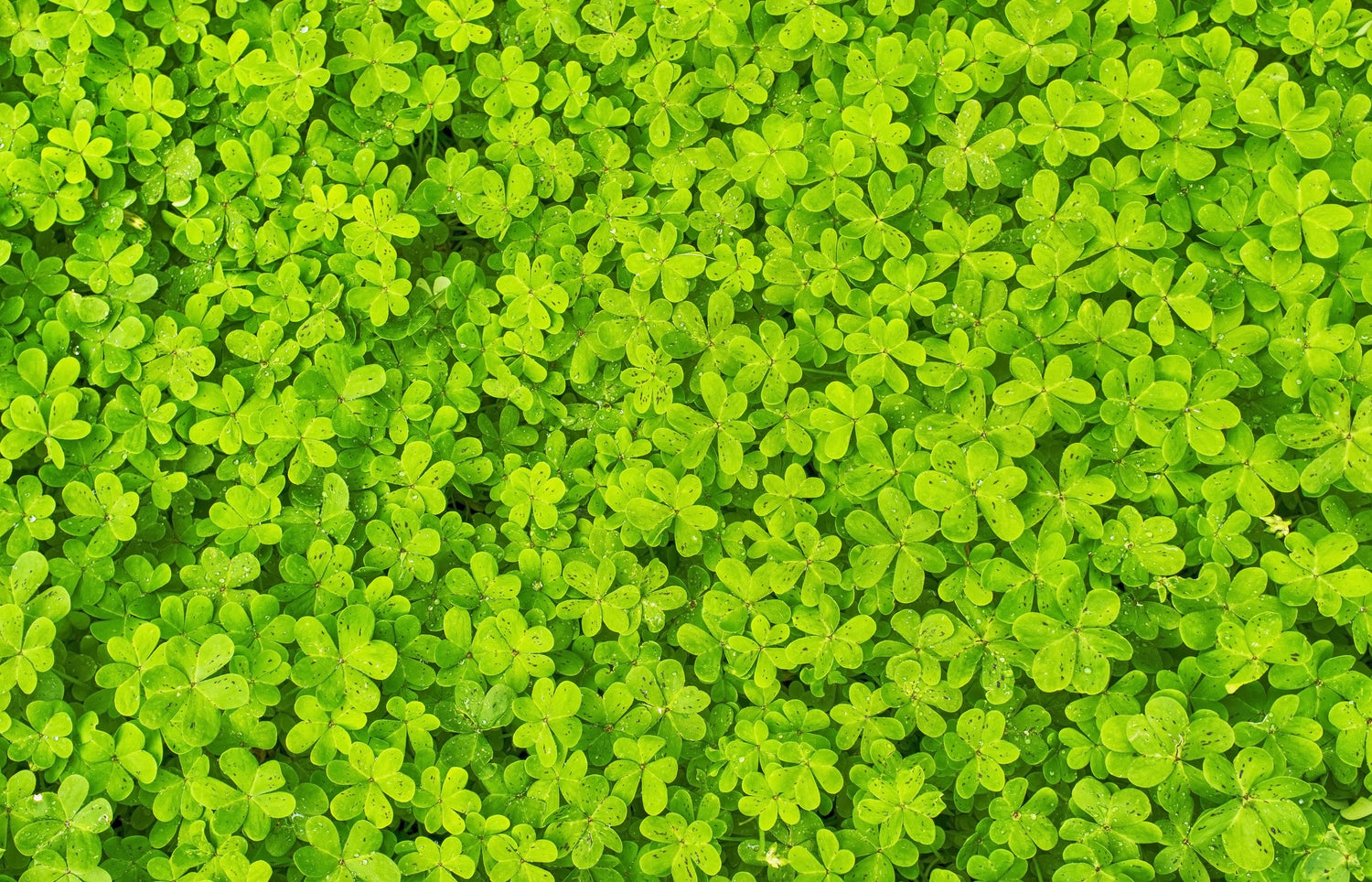 2000 MICROCLOVER Semillas de trébol de flores blancas (Trifolium repens, enano, miniatura) para césped