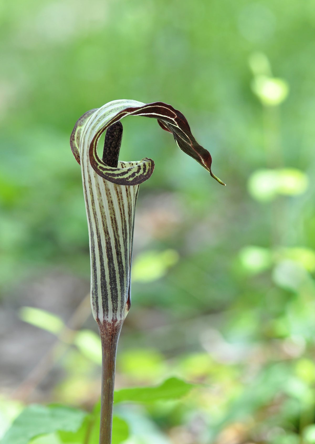 5 semillas de flores de sombra nativas de Arisaema Triphyllum de JACK IN THE PULPIT