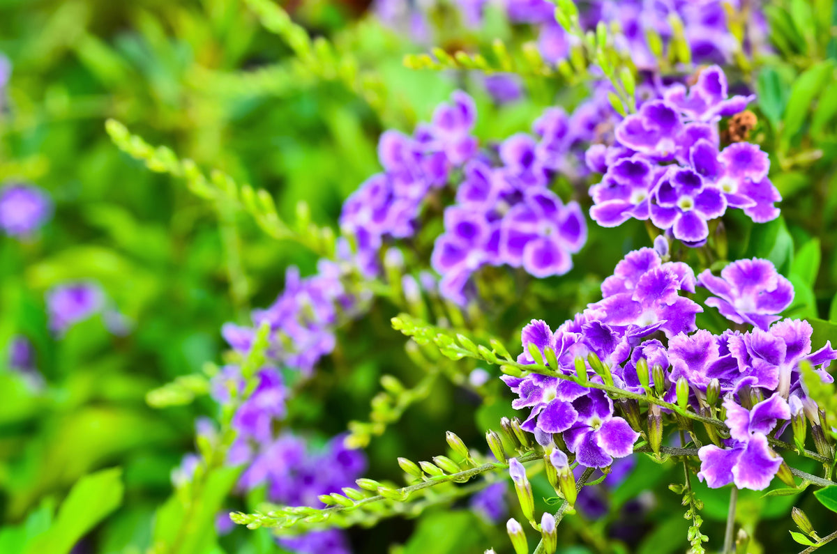 10 semillas de Duranta Erecta Repens, arbusto ornamental de bayas de color naranja, follaje dorado, flores blancas, violetas y moradas.