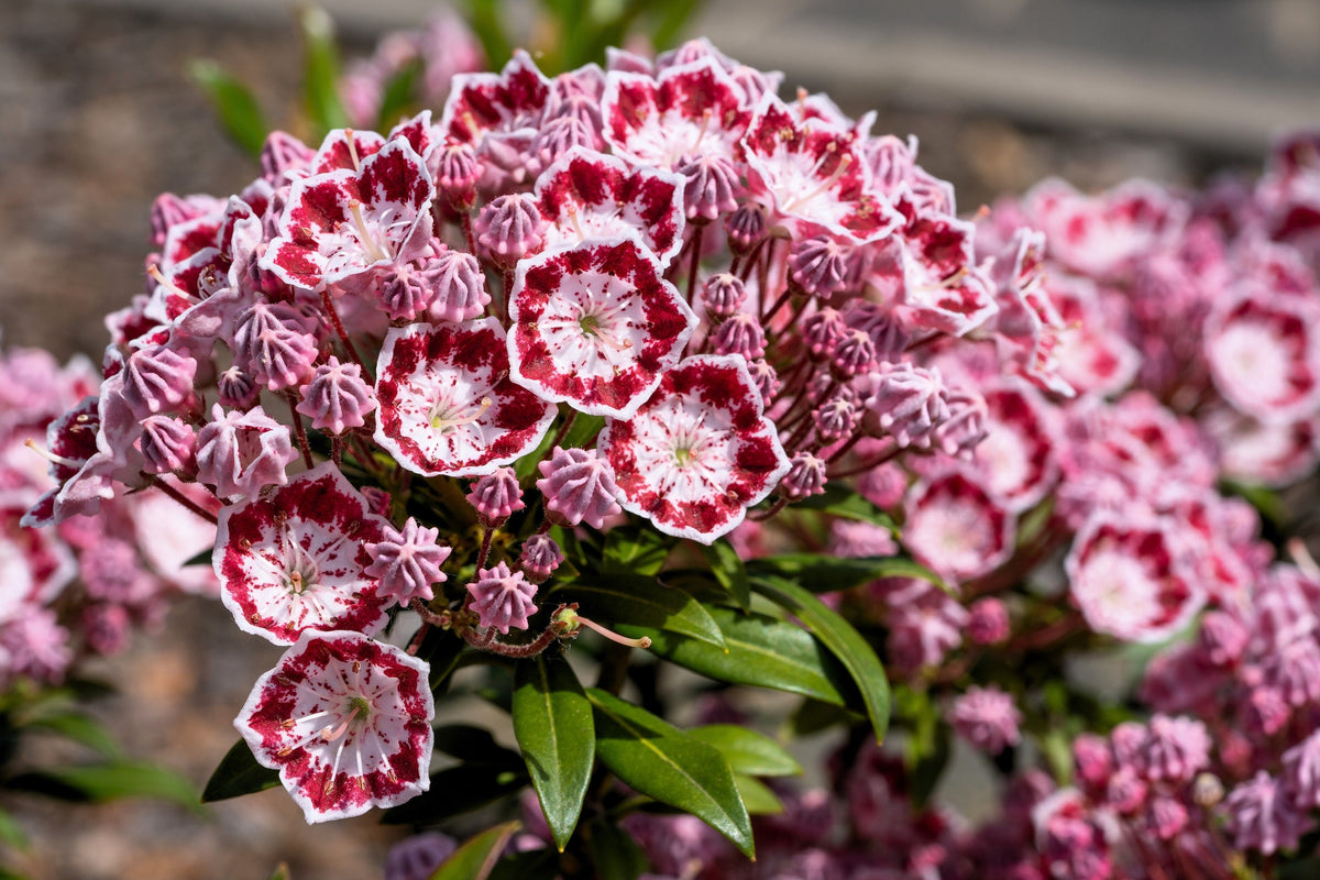 50 semillas de arbusto de laurel de montaña, Kalmia latifolia, blanco, rosa y rojo