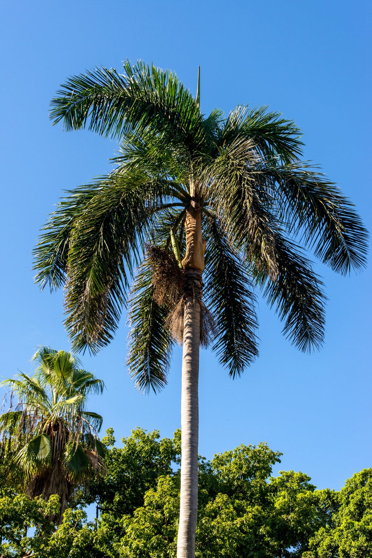 10 semillas de palma real de Florida (Roystonea regia)