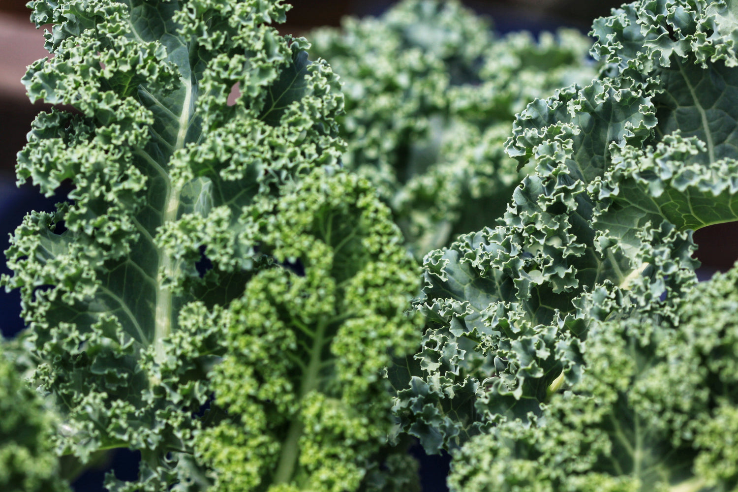 2500 VATES Semillas de col rizada azul / Col rizada azul enana escocesa Brassica oleracea