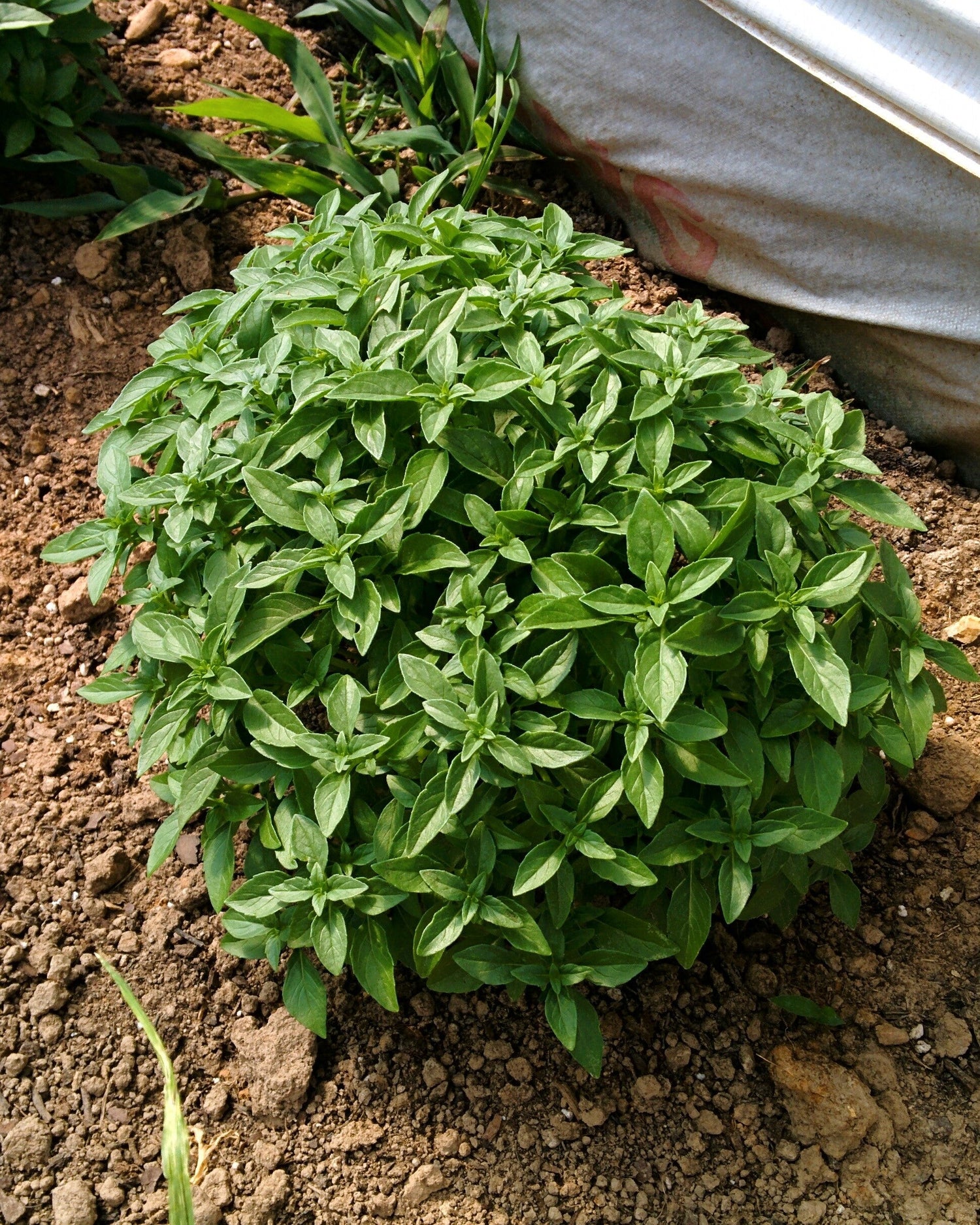 200 semillas de flores de hierba albahaca globo picante Ocimum basilicum
