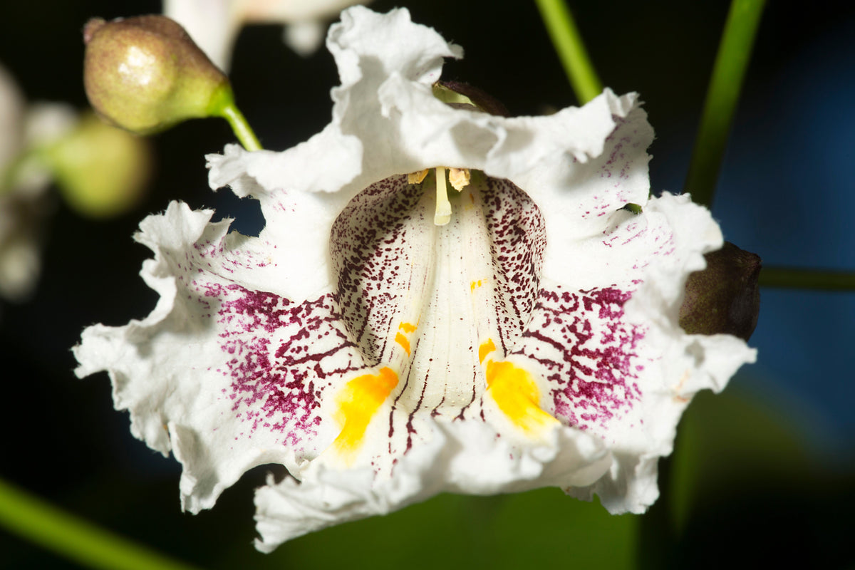 50 semillas de CATALPA Speciosa del Norte (también conocida como Catalpa Occidental o Catawba / Cigarro Indio / Cebo de Pescado) en flor
