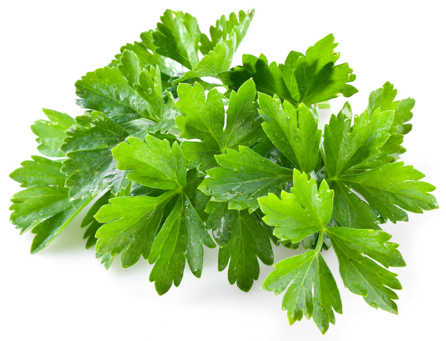 100 FIESTA Semillas de cilantro verde / cilantro Coriandrum sativum Hierba vegetal