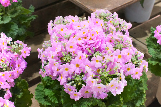 100 semillas de flores de prímula rosa (Primula Malacoides), planta de interior de sombra.