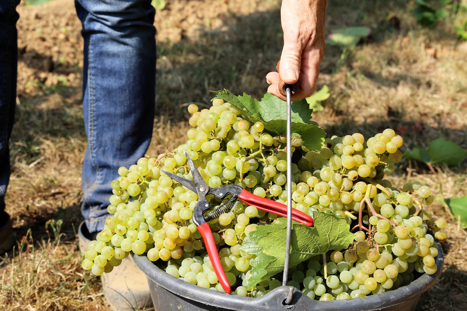 30 UVAS DE VINO Vitis Viniferia Semillas de Vid de Frutas de Colores Mixtos Domésticos