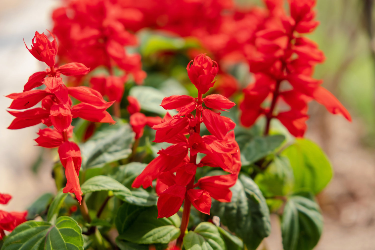 400 semillas de flores de Salvia escarlata (Salvia roja, Salvia de sangre, Salvia roja de Texas)