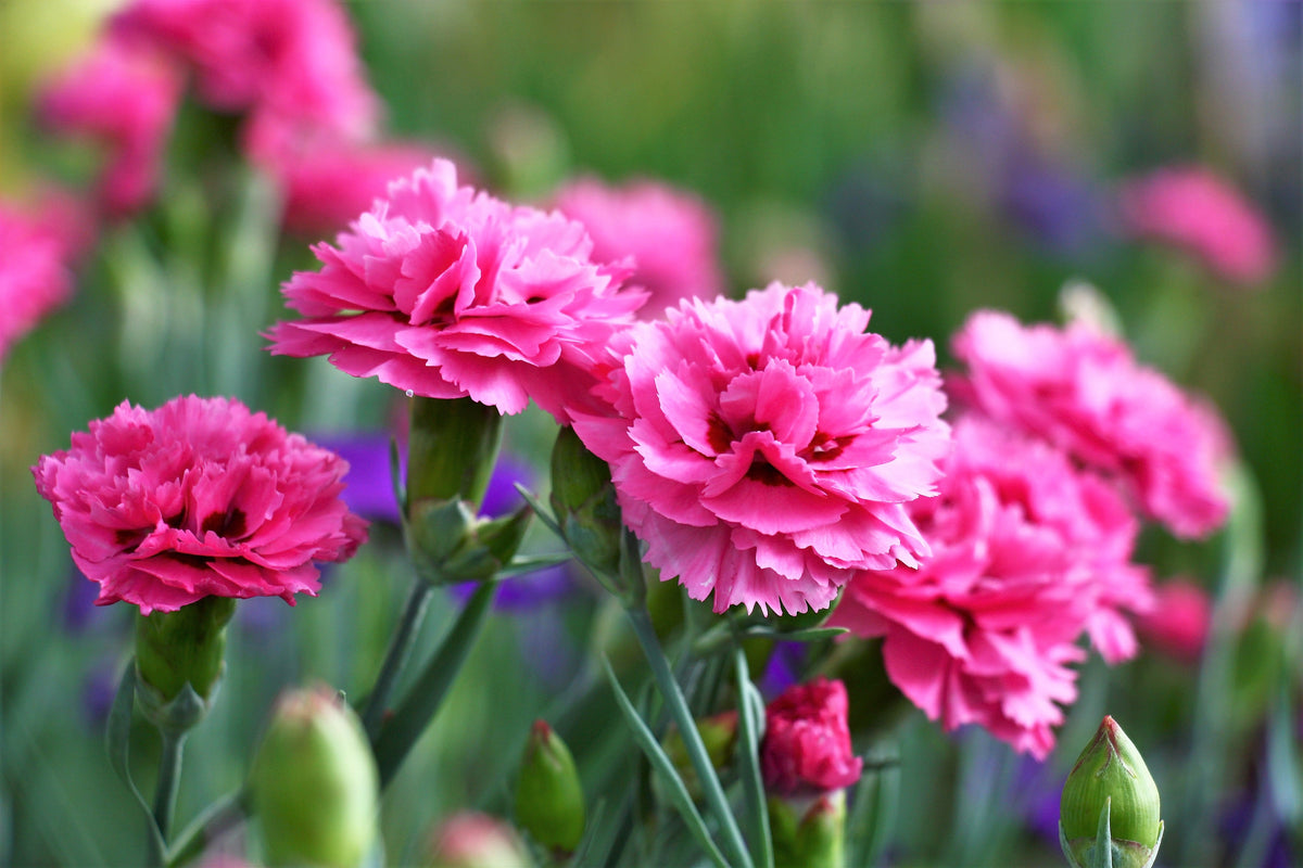 50 PINK ROSE CARNATION Dianthus Caryophyllus Grenadin Double Flower Seeds
