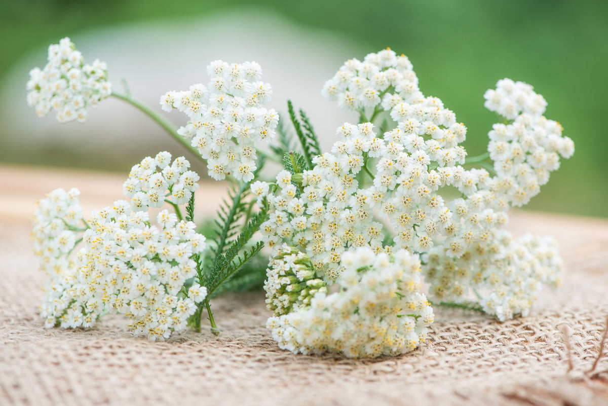 1000 semillas de flores de milenrama blanca (Achillea millefolium)