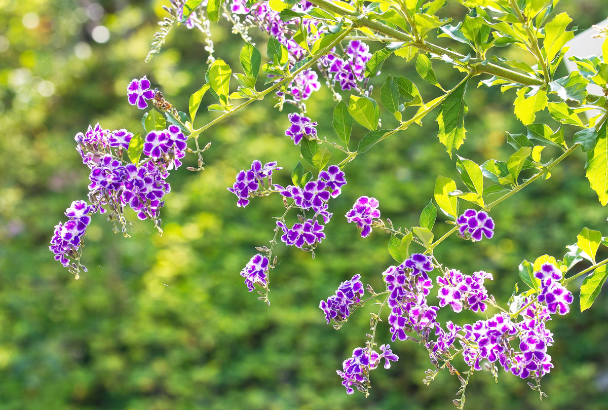 10 semillas de Duranta Erecta Repens, arbusto ornamental de bayas de color naranja, follaje dorado, flores blancas, violetas y moradas.