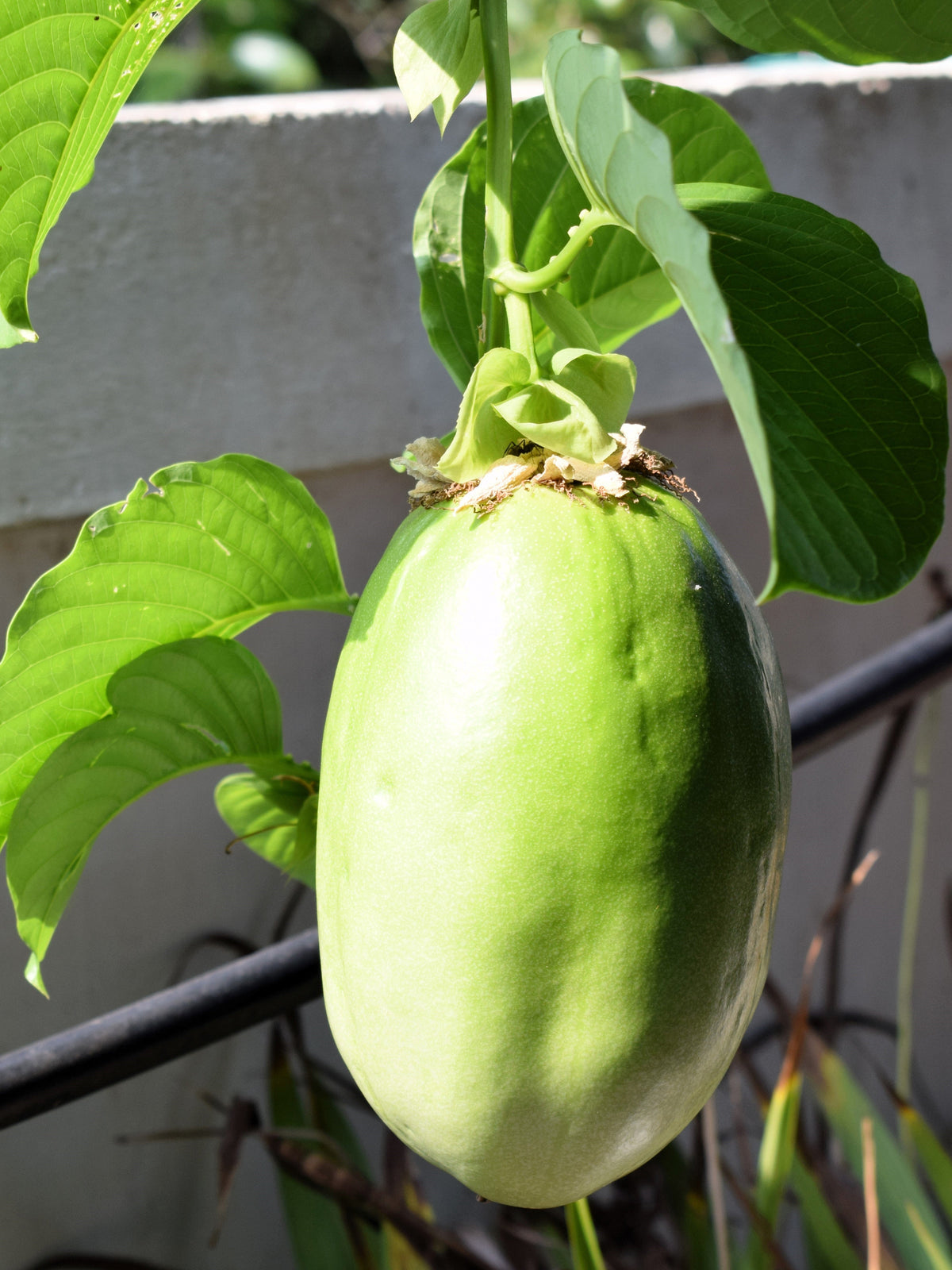 5 GRANADILLA GIGANTE Flor de la pasión roja Passiflora quadrangularis Semillas de vid de fruto amarillo