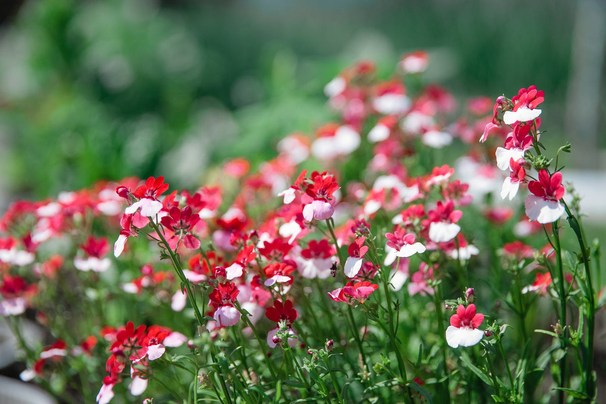 50 semillas de flores bicolores fragantes de NEMESIA Strumosa, bandera danesa, rojas y blancas