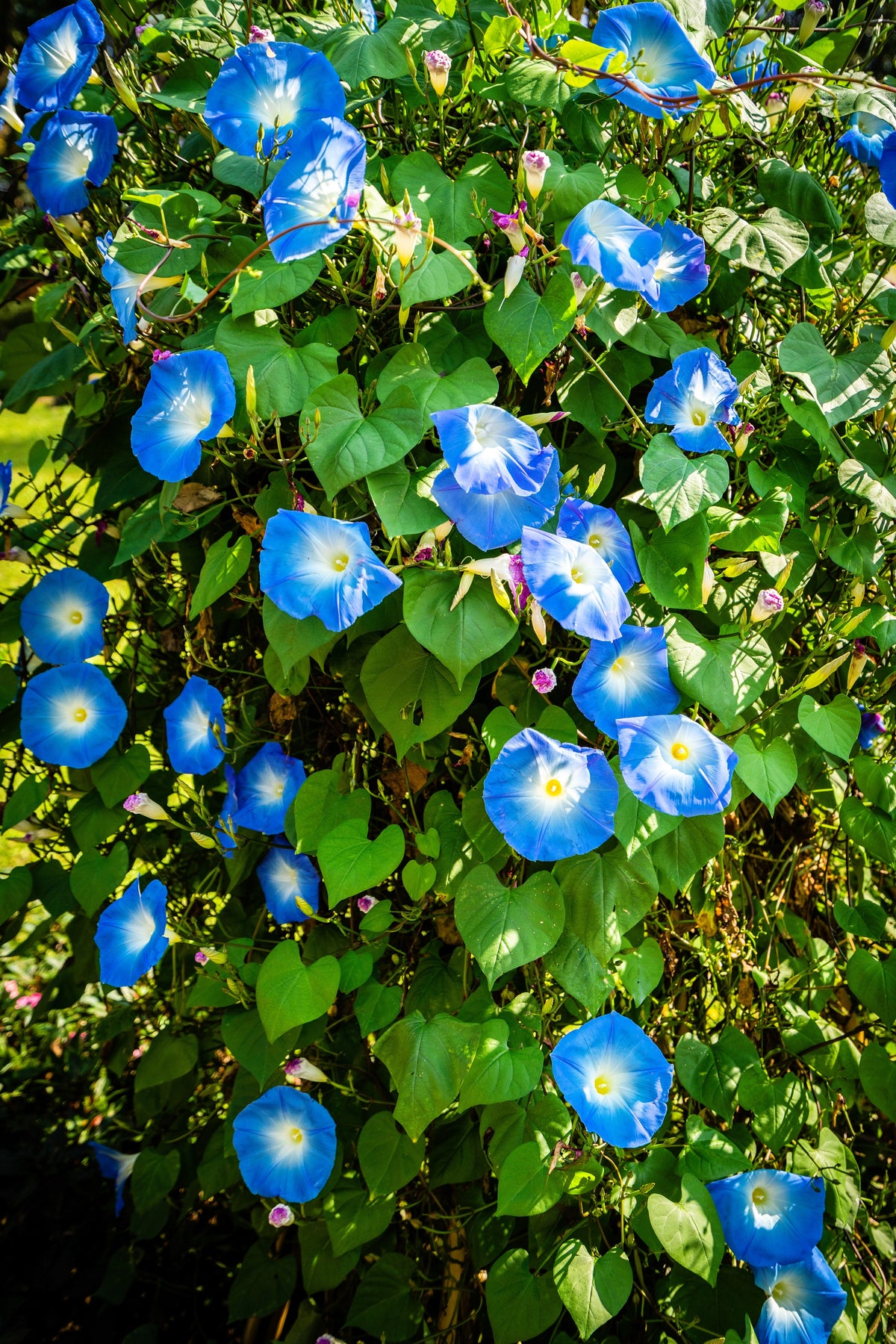 50 semillas de flores de vid Ipomoea tricolor de gloria de la mañana azul celestial