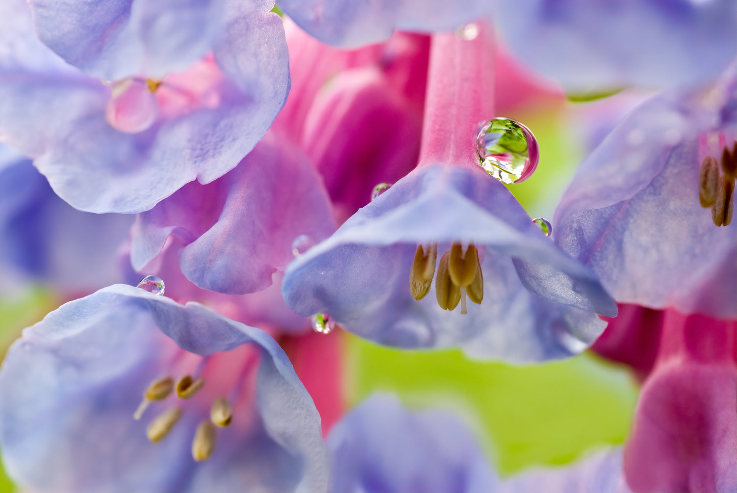 25 semillas de flores de Mertensia virginica de color azul y rosa de Virginia Bluebells
