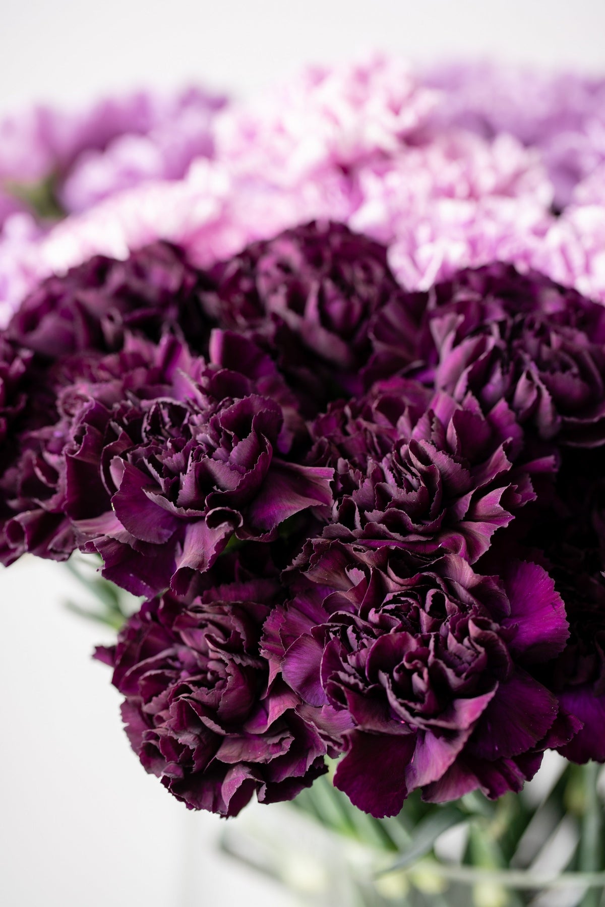 50 semillas de clavel negro King of Blacks Dianthus Caryophyllus Grenadin de doble flor