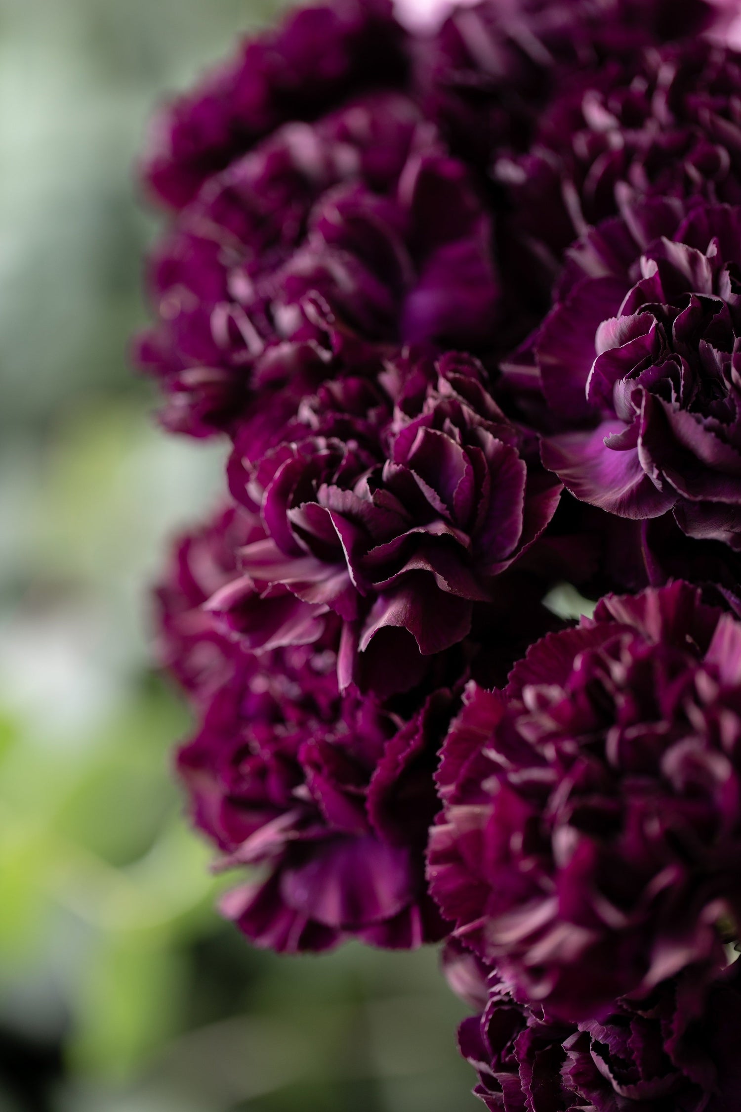 50 semillas de clavel negro King of Blacks Dianthus Caryophyllus Grenadin de doble flor