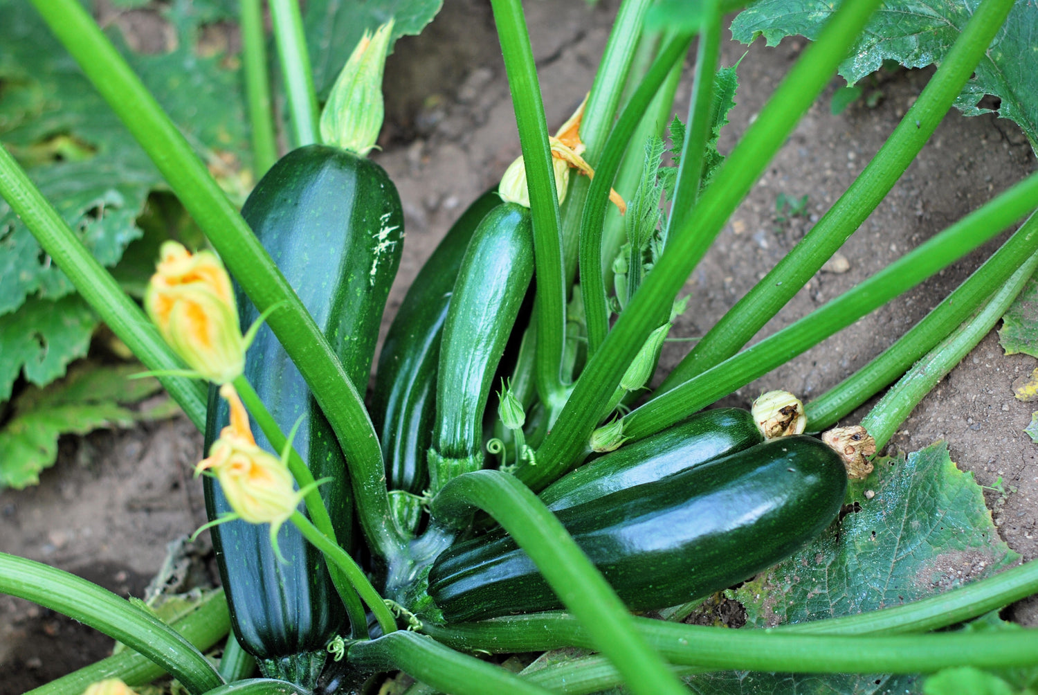 50 semillas de calabacín Black Beauty, calabaza de verano, Cucurbita Pepo