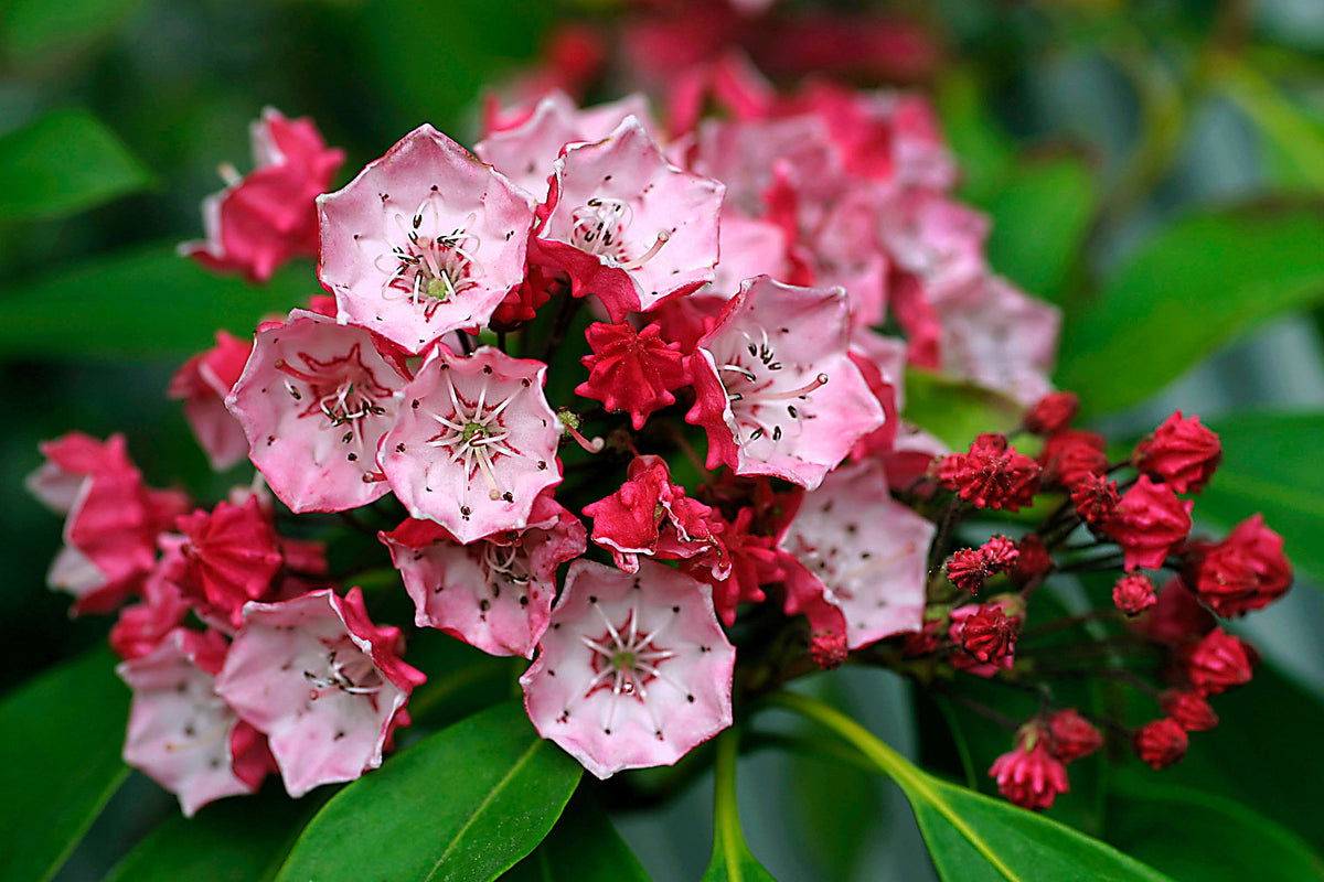 50 semillas de arbusto de laurel de montaña, Kalmia latifolia, blanco, rosa y rojo