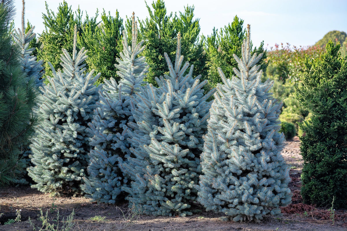 50 semillas de abeto azul de Colorado, árbol de Navidad, abeto blanco plateado, abeto perenne.
