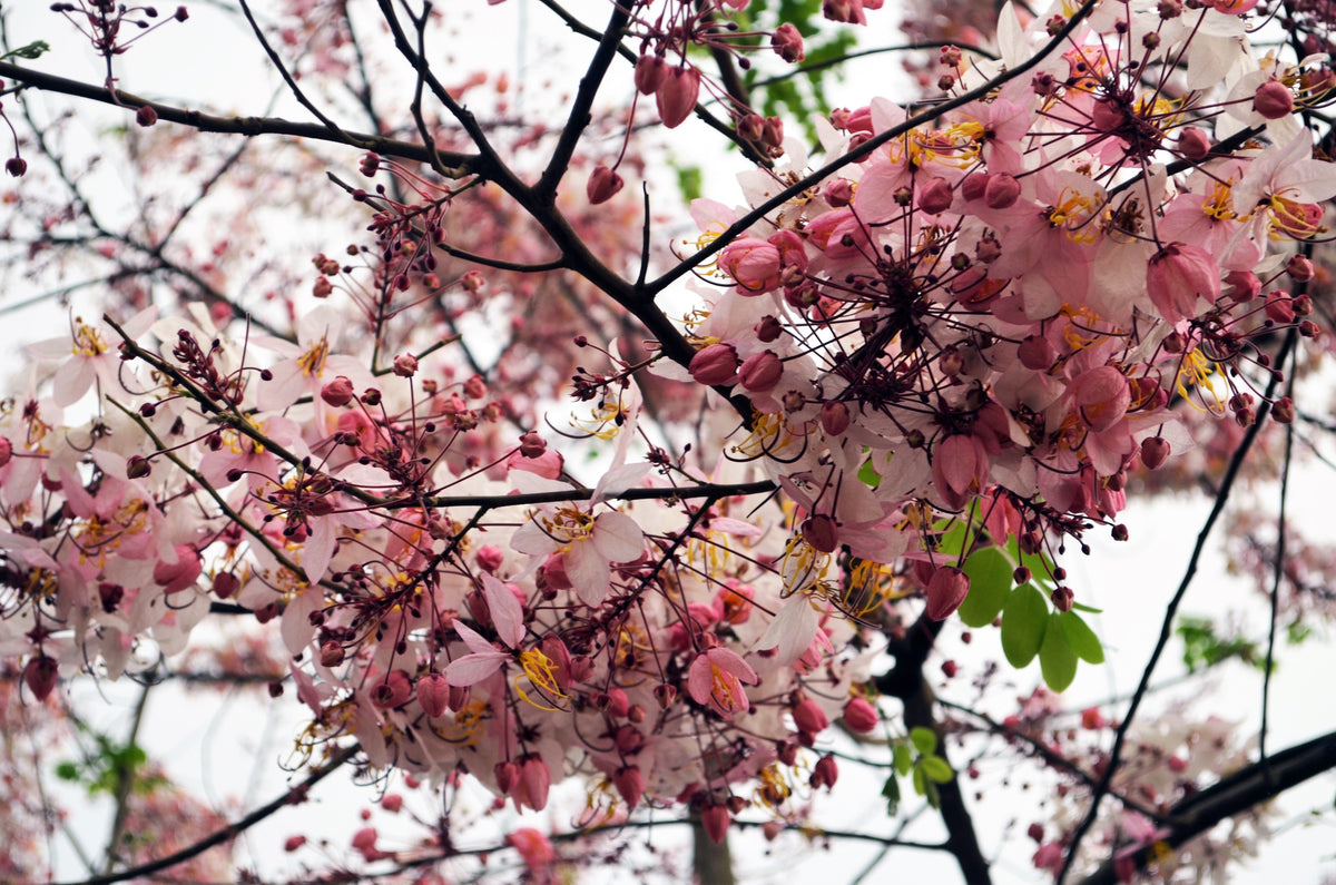 5 semillas de Cassia Javanica, también conocida como árbol de lluvia arcoíris y árbol de flor de manzano, de dos tonos rosa, blanco y amarillo.