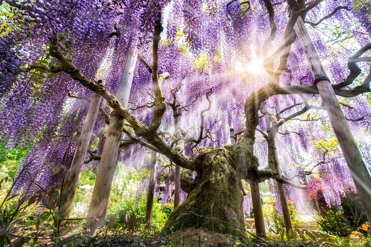 5 semillas de glicina japonesa, flor floribunda, enredadera ornamental morada.
