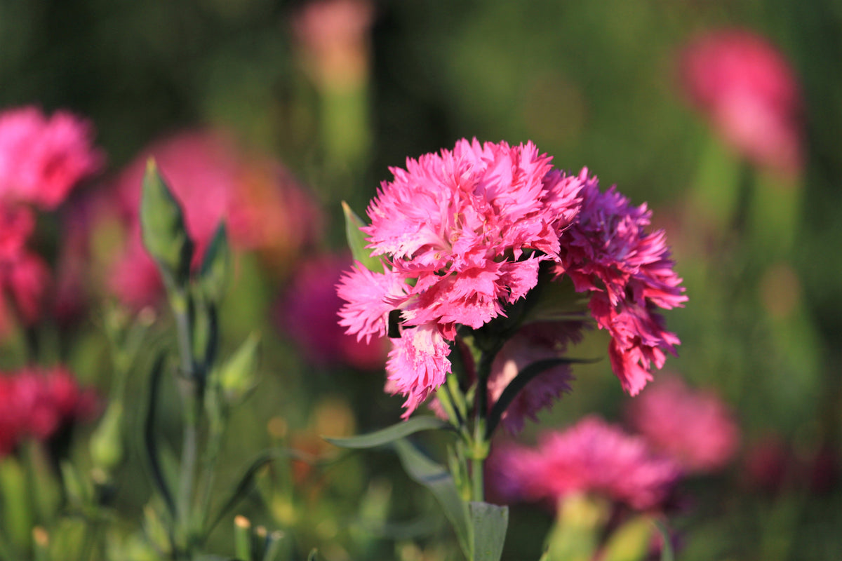 50 PINK ROSE CARNATION Dianthus Caryophyllus Grenadin Double Flower Seeds