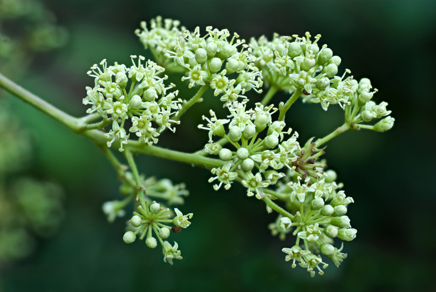 25 semillas de Aralia Spinosa, arbusto de flores de fresno espinoso y saúco.