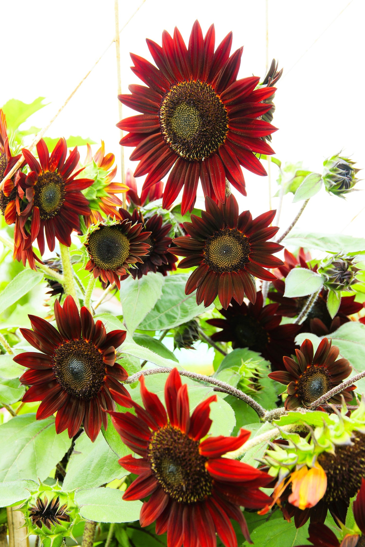 25 semillas de flores de girasol Helianthus annuus de terciopelo rojo