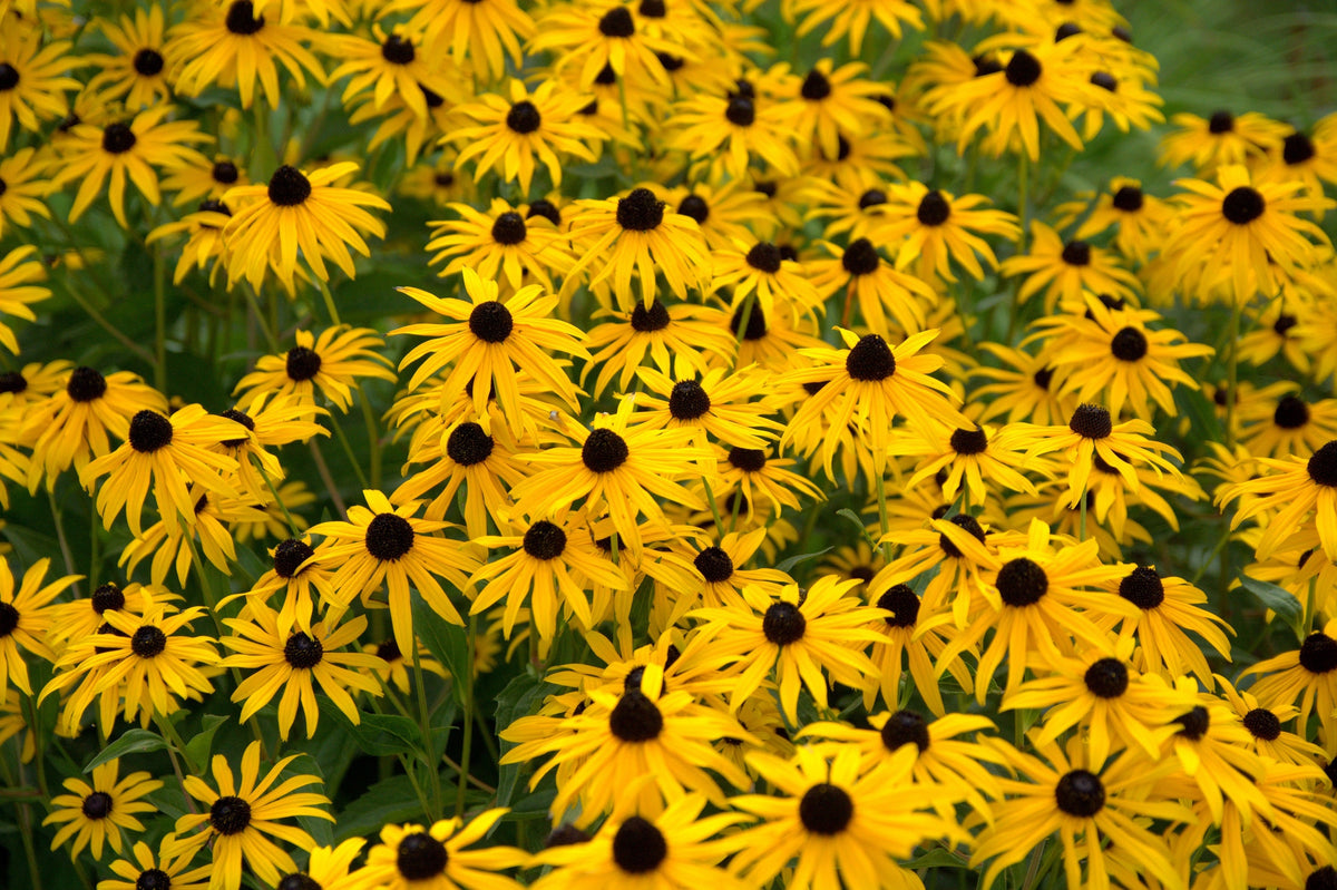 2000 BLACK EYED SUSAN Rudbeckia Hirta Semillas de flores nativas de reliquia amarilla