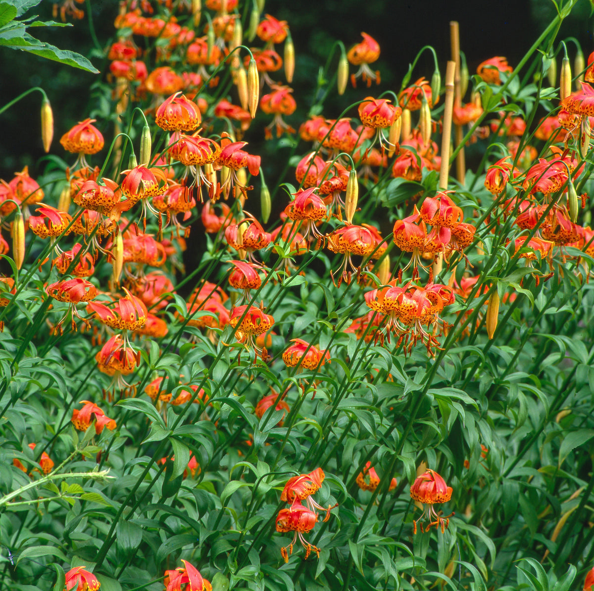 10 semillas de lirio leopardo, lirio tigre de California, lirio pantera pardalinum, flores nativas amarillas, naranjas y rojas con manchas.