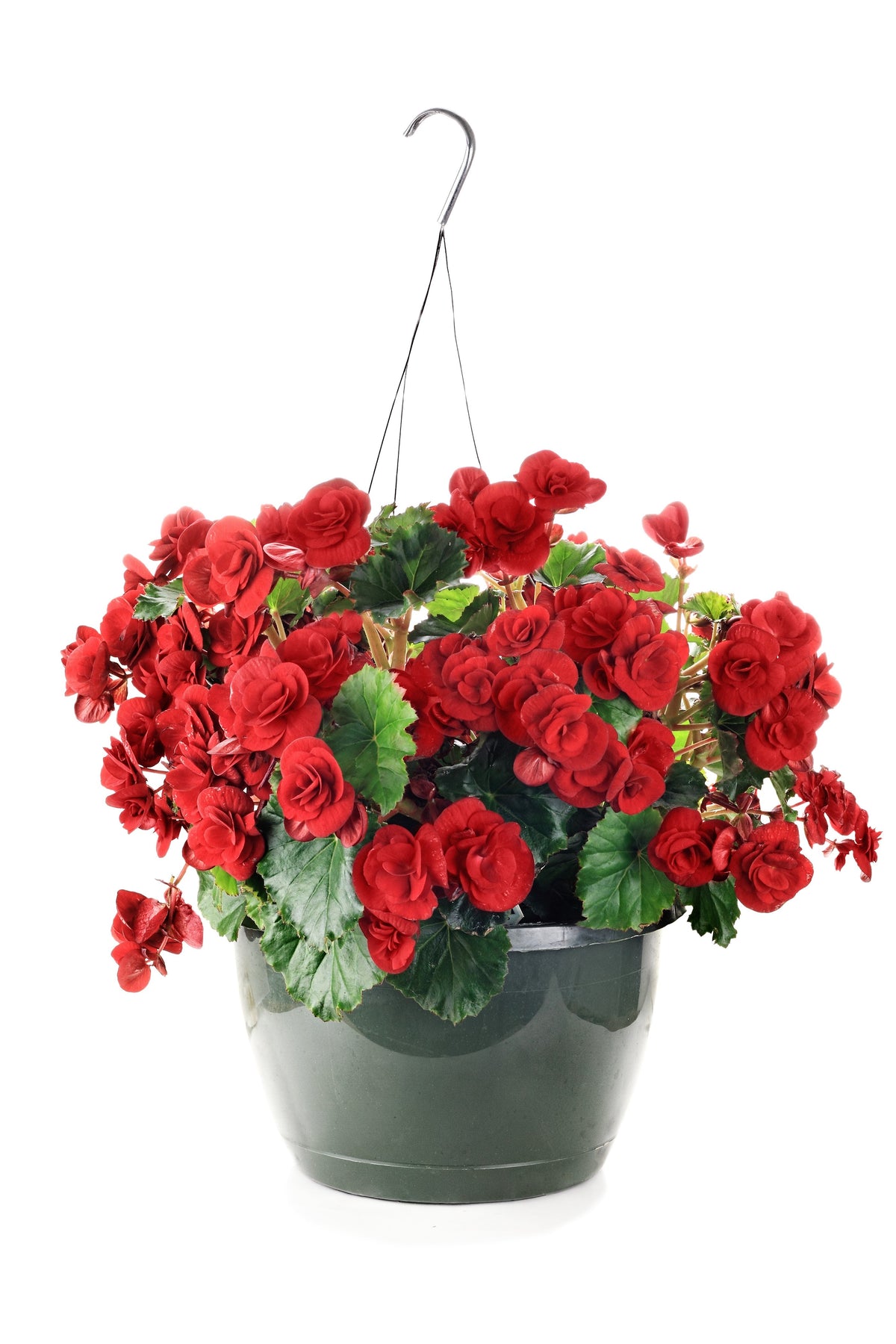 10 semillas de flores de begonia tuberosa doble mixta, color rojo, rosa, blanco, amarillo y naranja.