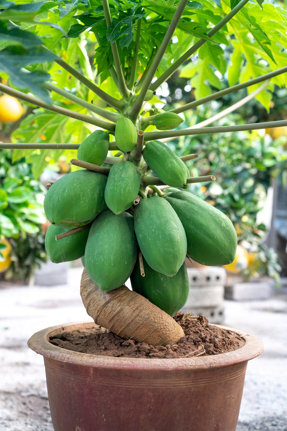 10 semillas de papaya waimanalo enana (árbol frutal hawaiano Carica) para interiores
