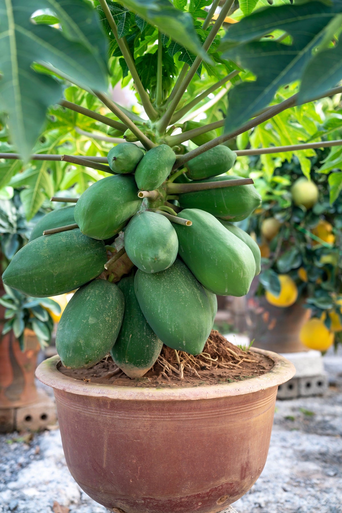 10 semillas de papaya waimanalo enana (árbol frutal hawaiano Carica) para interiores