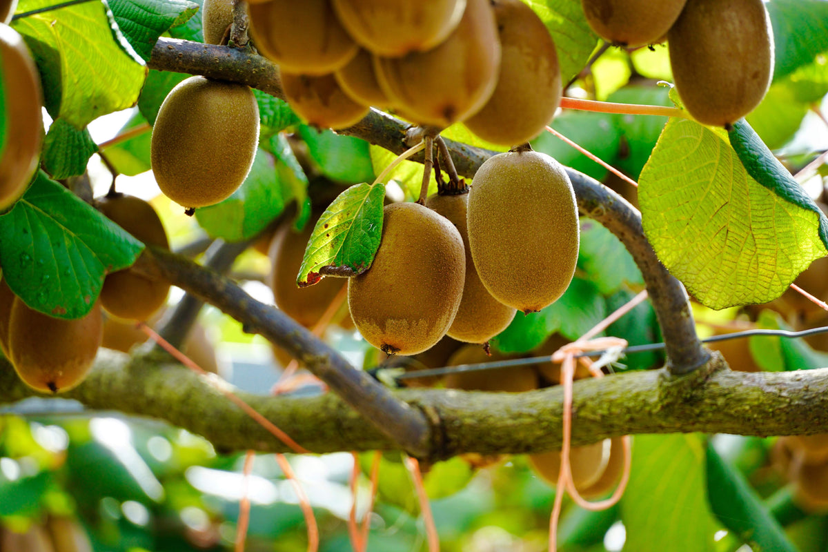 50 KIWI DORADO Kiwi amarillo Actinidia Chinensis Semillas de vid de flor de grosella espinosa china