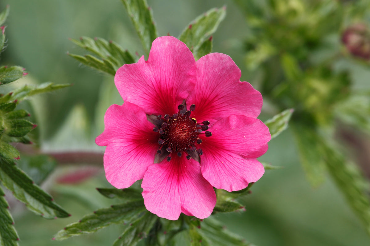 50 NEPAL CINQUEFOIL / POTENTILLA Nepalensis Pink Red Flower Seeds