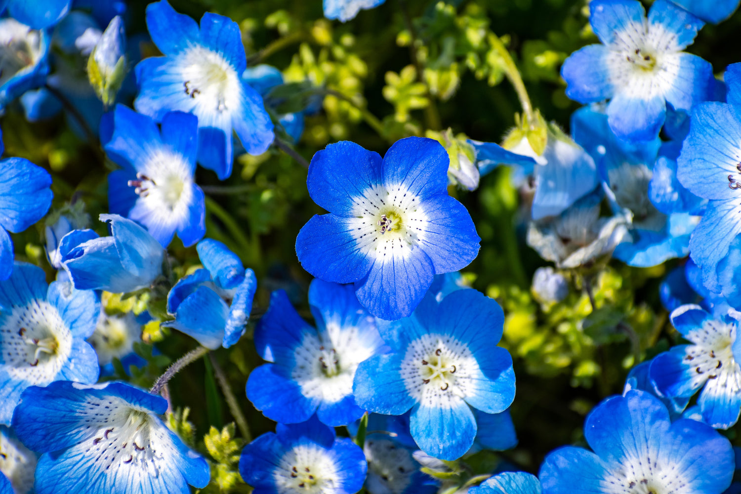 250 semillas de flor de mariposa fragante Nemophila Menziesii de ojos azules bebé